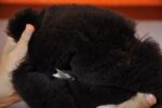 STIVALETTI IN SHEARLING - Image 5